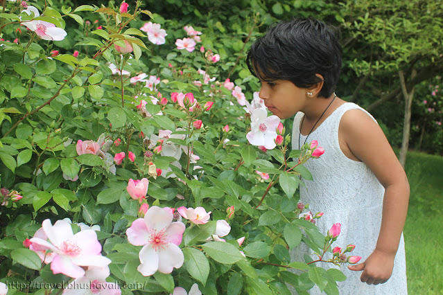 Rosaraie de Provins Rose Garden - Things to do in Provins