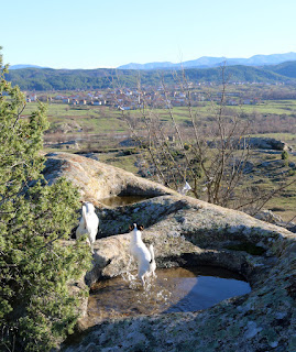 Puppies splashing through the rock pools