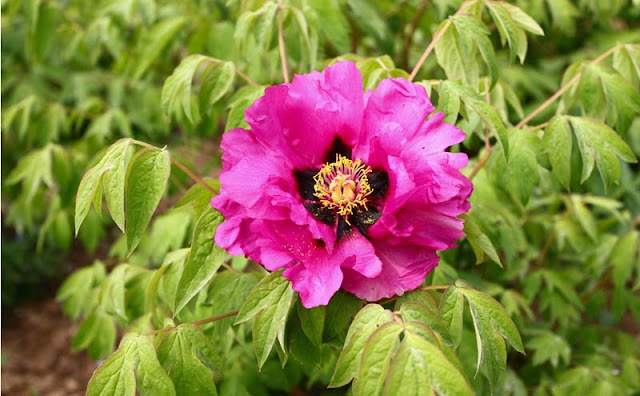 Peony Flowers Pictures