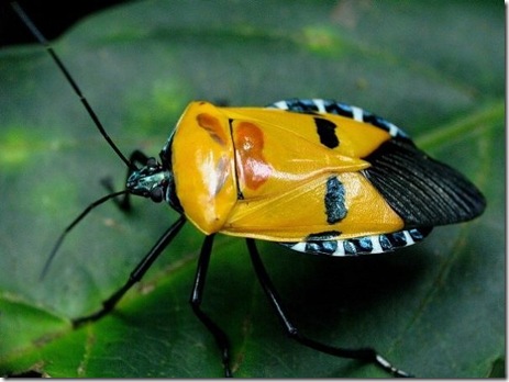 Bugs_With_Human_Faces_2