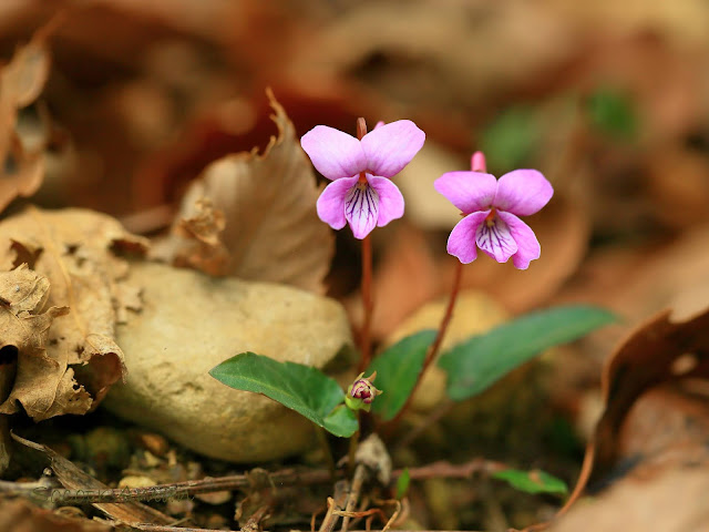 Viola violacea