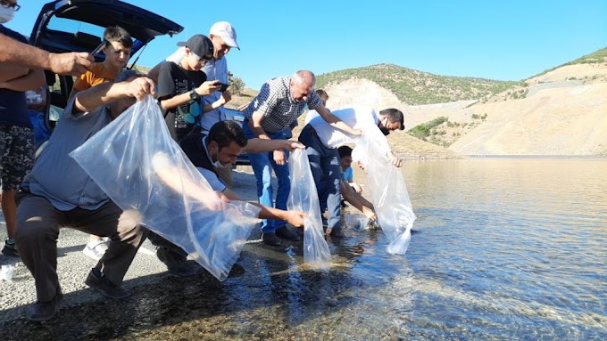 Bozkır’da Baraj ve Göletlere 90 bin sazan yavrusu bırakıldı.