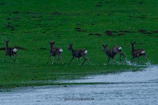 Wildlifefotografie Rehe Rotwild Naturfotografie Lippeaue Olaf Kerber