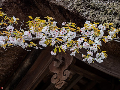 Yama-zakura (Cerasus jamasakura) flowers: Engaku-ji