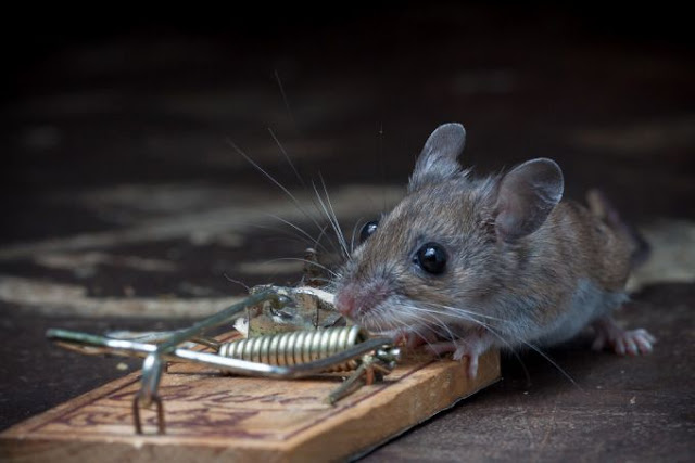 Mouse and cheese in a mousetrap, Paul Turton, mouse photos