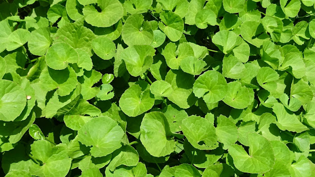 Brahmi Benefit and Side Effect