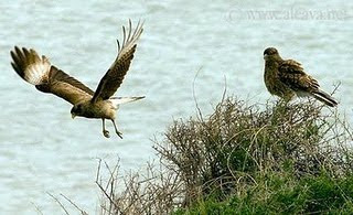 Chimango: bird of prey from Península Valdés and from All Argentina.