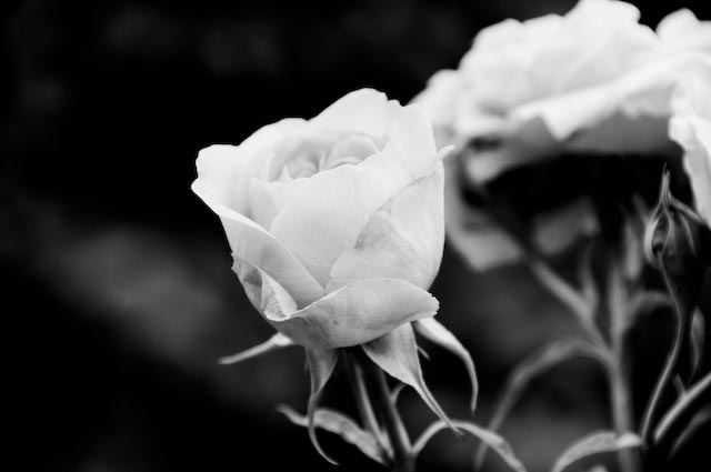 rose drawings black and white. SomeGirl: Black and White,