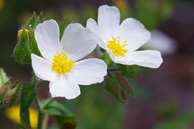 Cistus monspeliensis