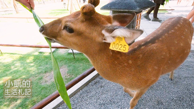 張美阿嬤農場｜台灣奈良看鹿鹿｜宜蘭餵食梅花鹿新景點