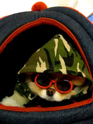 Meet Boo the Cutest Pomeranian Dog Seen On www.coolpicturegallery.us