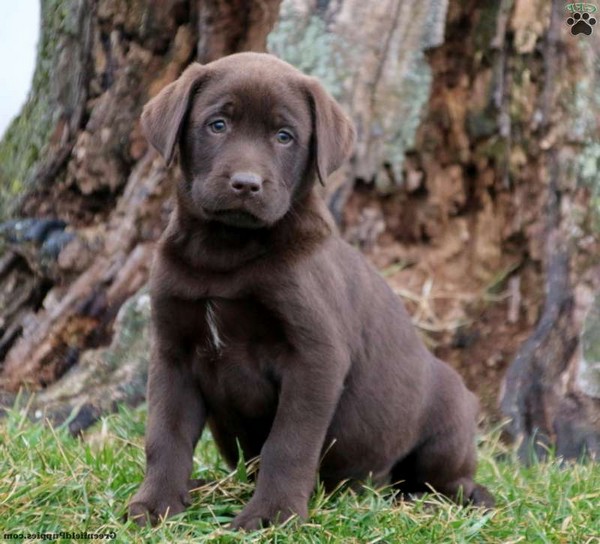 American Chocolate Lab Puppies For Sale Near Me