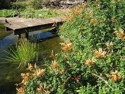 Tecoma capensis at Ungardening Pond