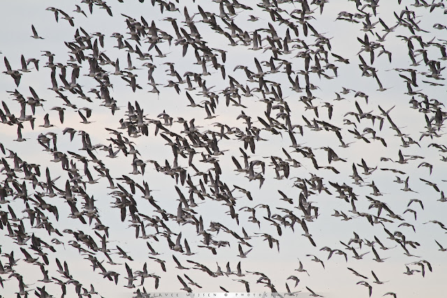 Brandgans - Barnacle Goose - Branta Leucopsis