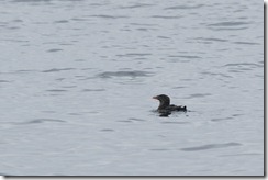 Rhinoceros Auklet