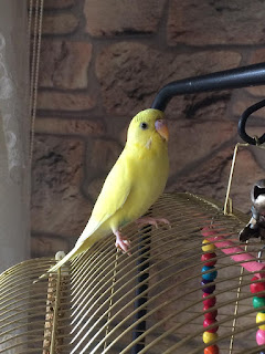 Sarı Renkli Muhabbet Kuşu