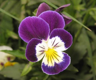 Pansy Flowers