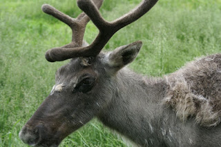 Renne - Caribou - Rangifer tarandus