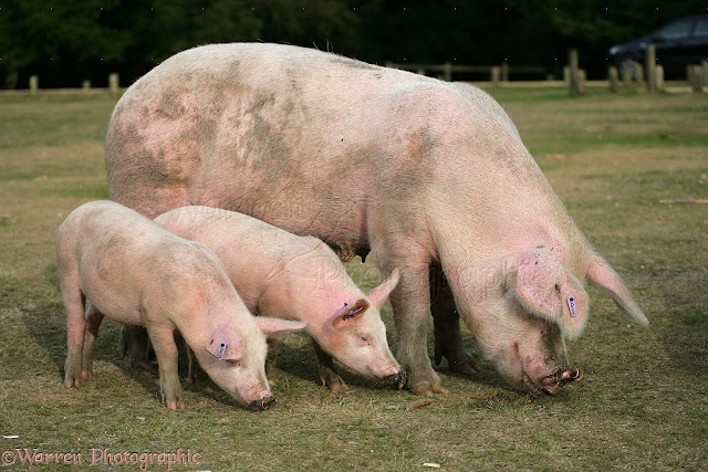 baby pigs moving with mother