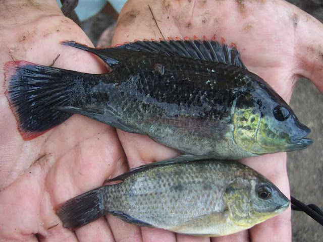 ikan rawa