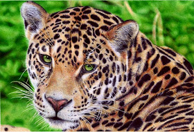 hyper-realistic ballpoint-pen drawing by Samuel Silvas