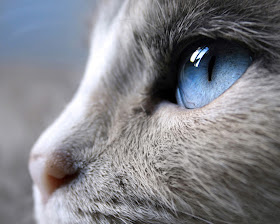 Siam cat eye Desktop Wallpaper Free