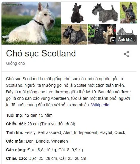 Chó sục Scotland