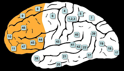 Genes Linked Autism on Higher The Likelihood Of An Autism Diagnosis  The Latest Knowledge