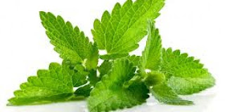 daun mint