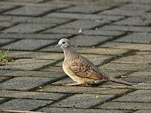 Mengobati Burung Perkutut Yang Ngorok