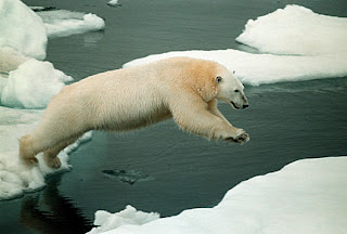 Beautiful Antarctic Polar Bears