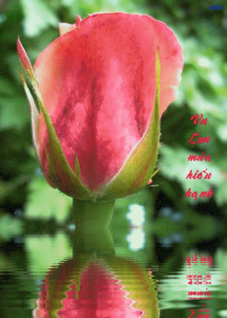 anh-thiep-vu-lan (22)
