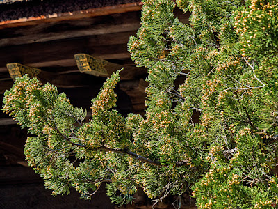 Byakusin (Juniperus) flowers: Engaku-ji