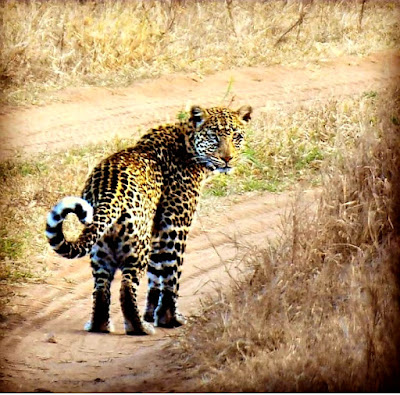 Leopard looking back.