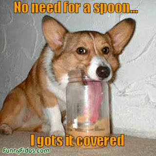 Dog Funny Picture