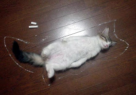 funny cats pictures, crime scene cat
