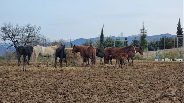 Άλογα