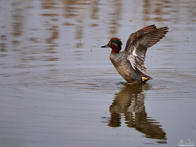 Eurasian Teal