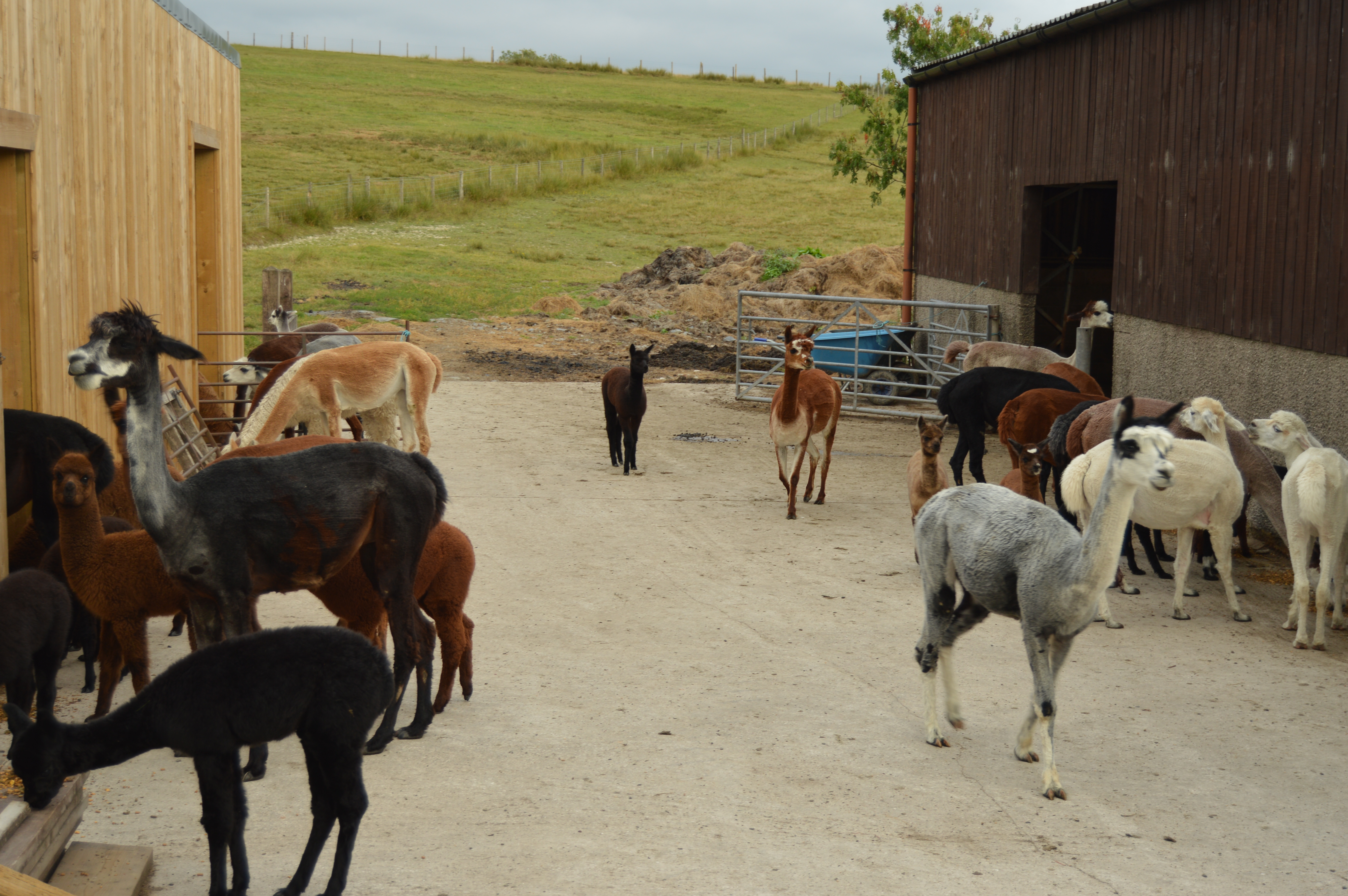 An Alpaca Farm