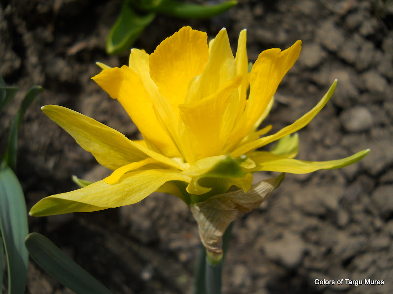 Yellow Spring