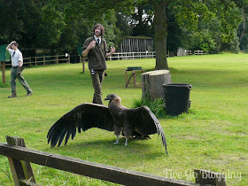 Birds of Prey Shuttleworth