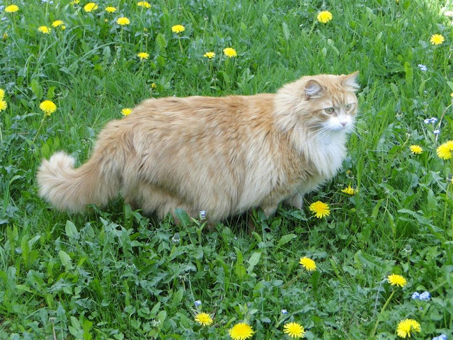 Murchyk the cat and dandelions