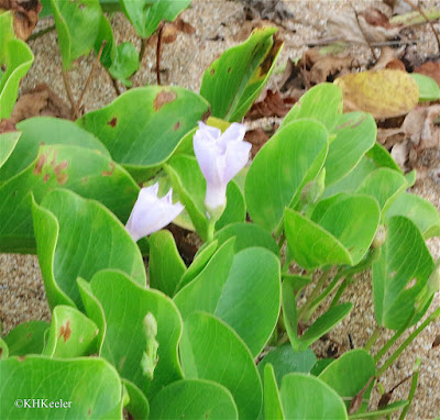 beach morning glory Ipomoea pes-caprae