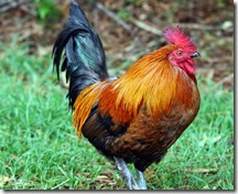 ayam bekisar