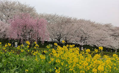 権現堂桜堤