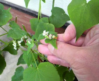 そばの花は、今日で１１８日目を迎えました