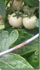 garden03