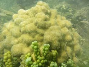 hoyennoticia.com, Invemar comprobó buen estado de 16 especies de coral en La Guajira