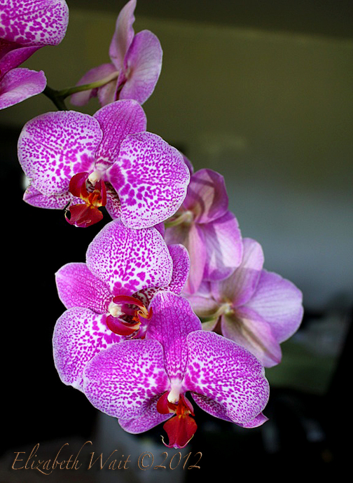 IMG_7157-2012-05-14-18-25.jpg