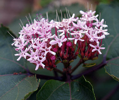 Infiorescenza di Clerodendron boungei. Foto di Andrea Mangoni.